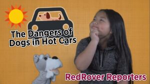 Dangers of Dogs in Hot Cars