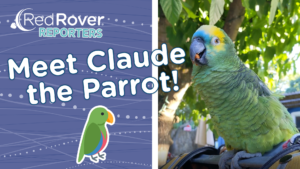 Claude the Parrot
