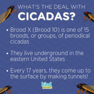 What's the Deal with Cicadas