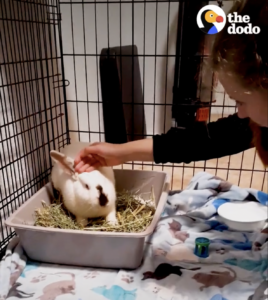 The Dodo: Caty petting white rabbit