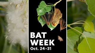 Bat Week