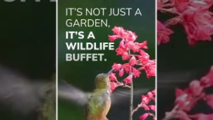 Wildlife Video
